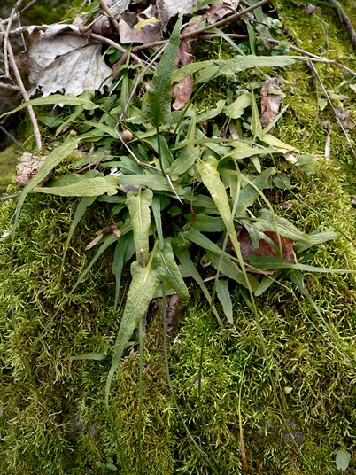 {Asplenium rhizophyllum}